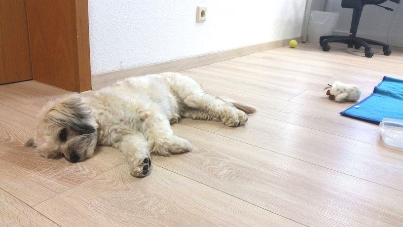 Auch Bella braucht mal eine Pause. Bella, Havaneser, Mischling, Hund, Bolonka Zwetna